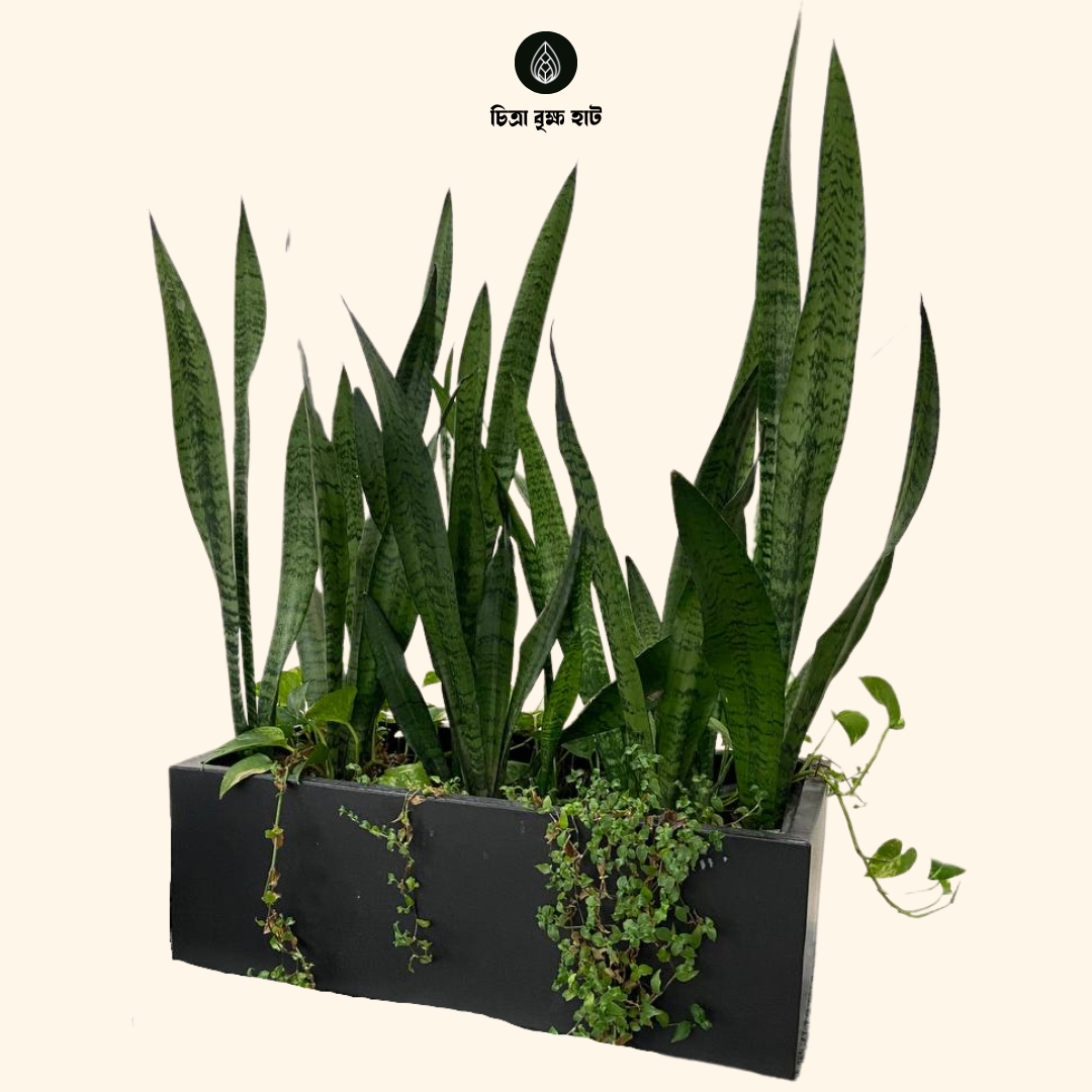 Metal Rectangular Planter without Stand