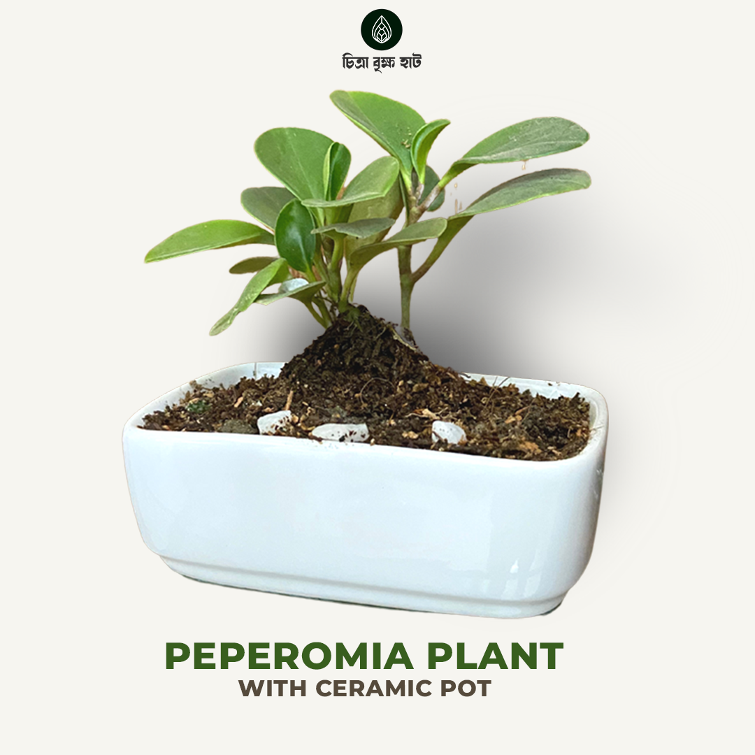 Peperomia Plant With Ceramic Pot