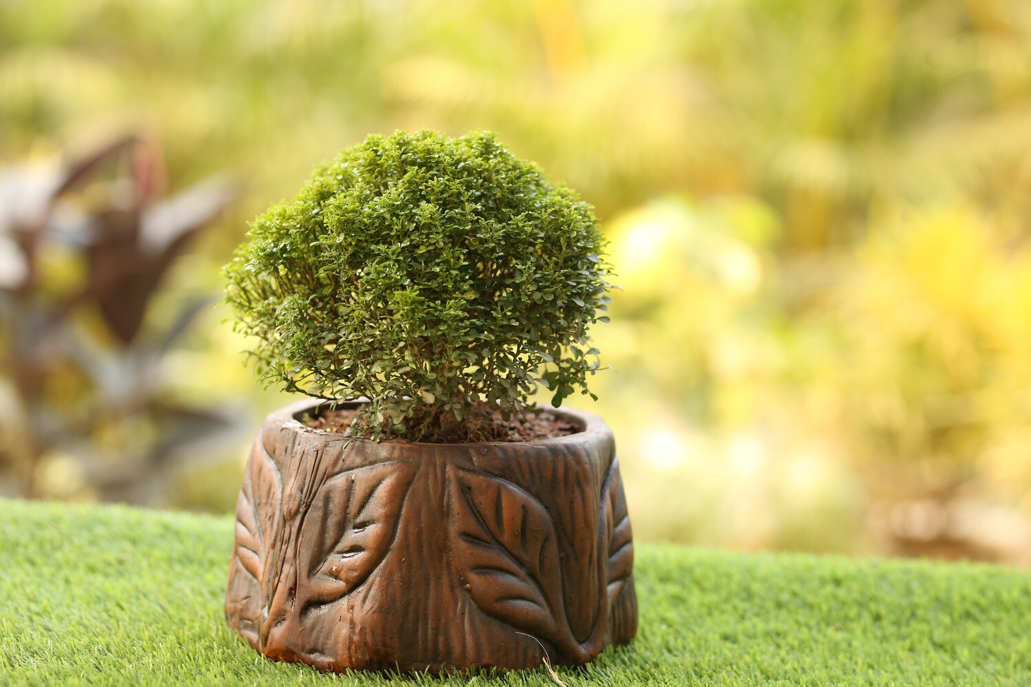 Kamini Bonsai (Special Cutting) with Clay Pot (Gacher Guri Design)