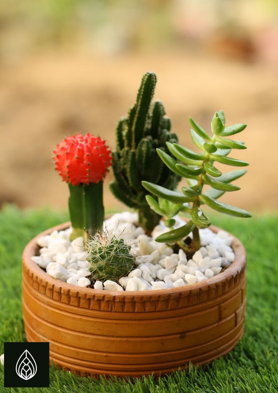 Cactus Kingdom For Valentine
