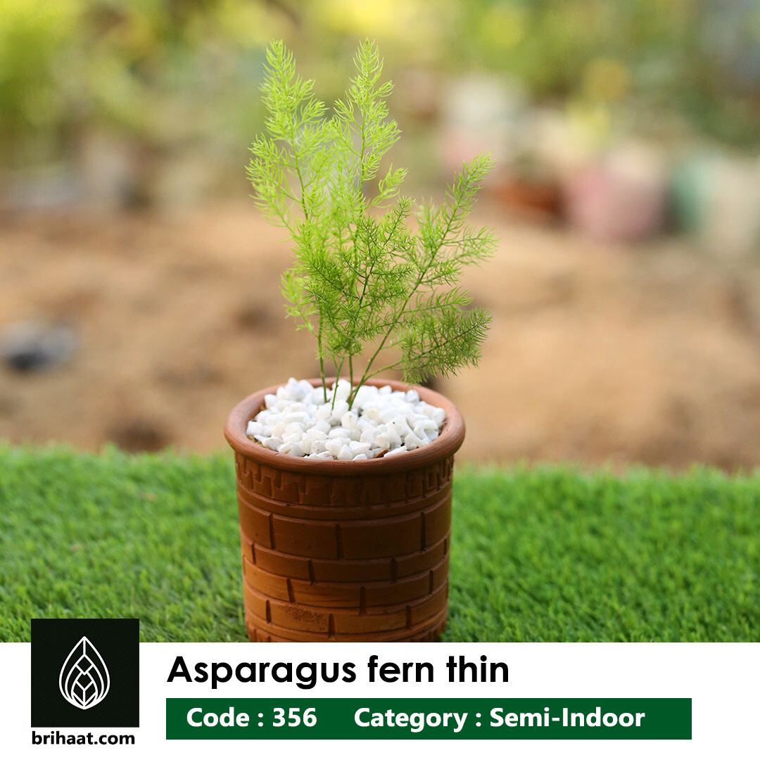 Asparagus Fern (Thin Leaf)