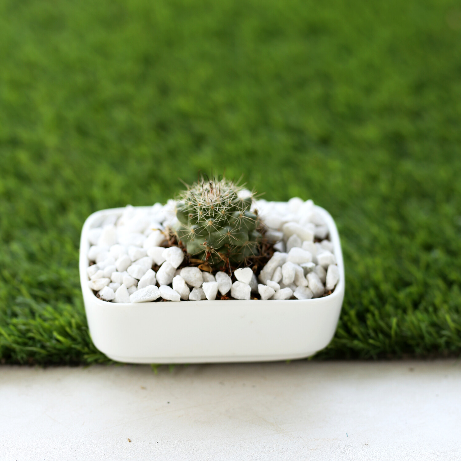 Ball Cactus with Rectangular Ceramic Pot