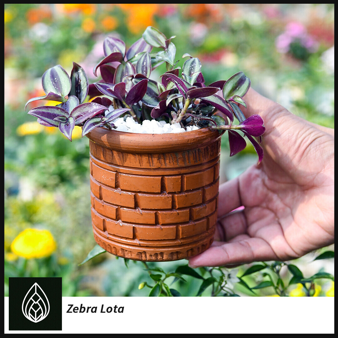 Zebra Lota, Inch Plant