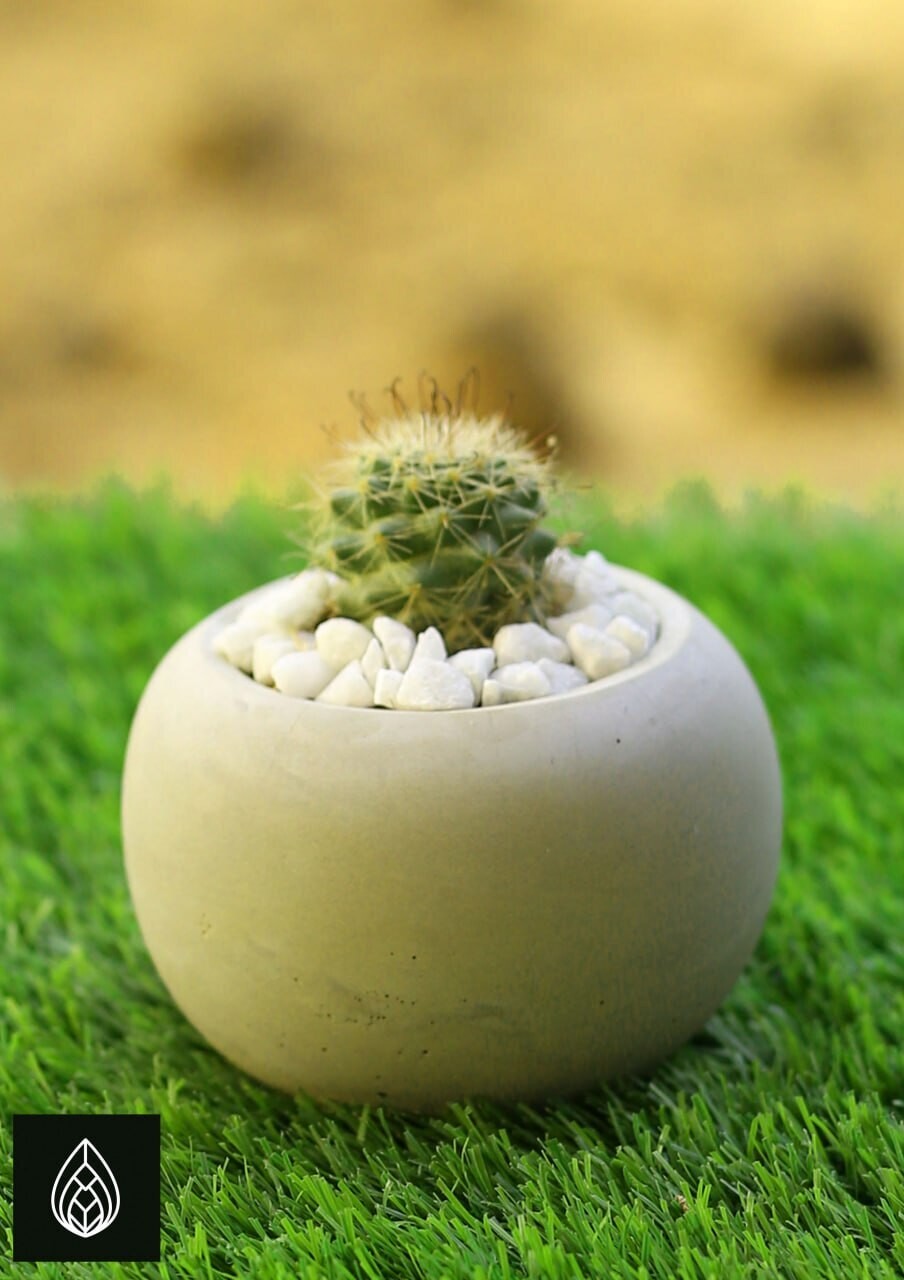 Ball Cactus with Cement Pot