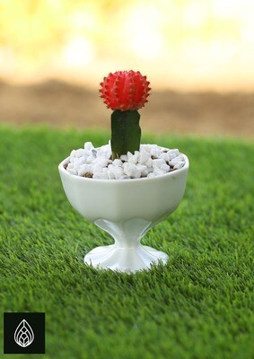 Moon Cactus with Ceramic Pot