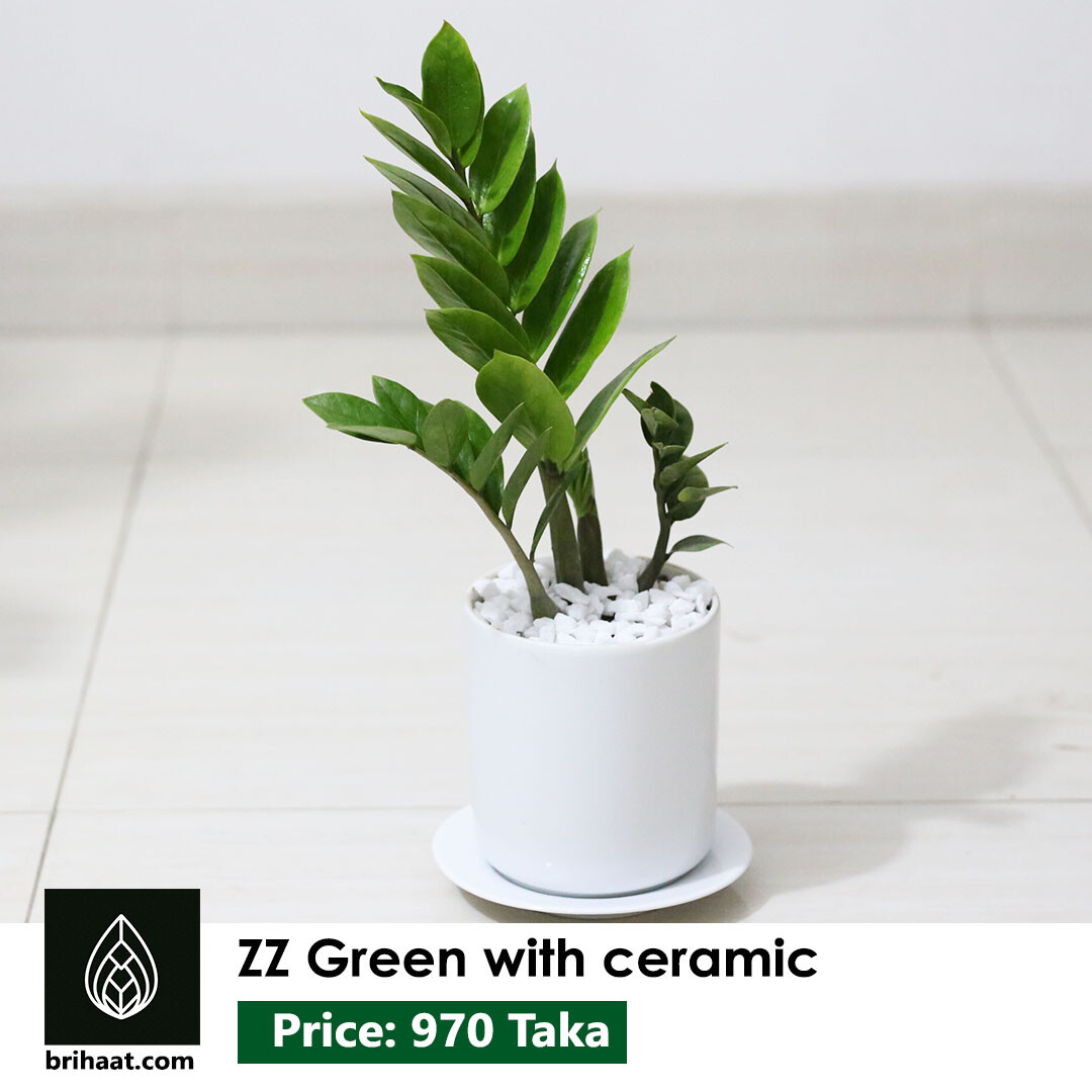 ZZ Green with Ceramic