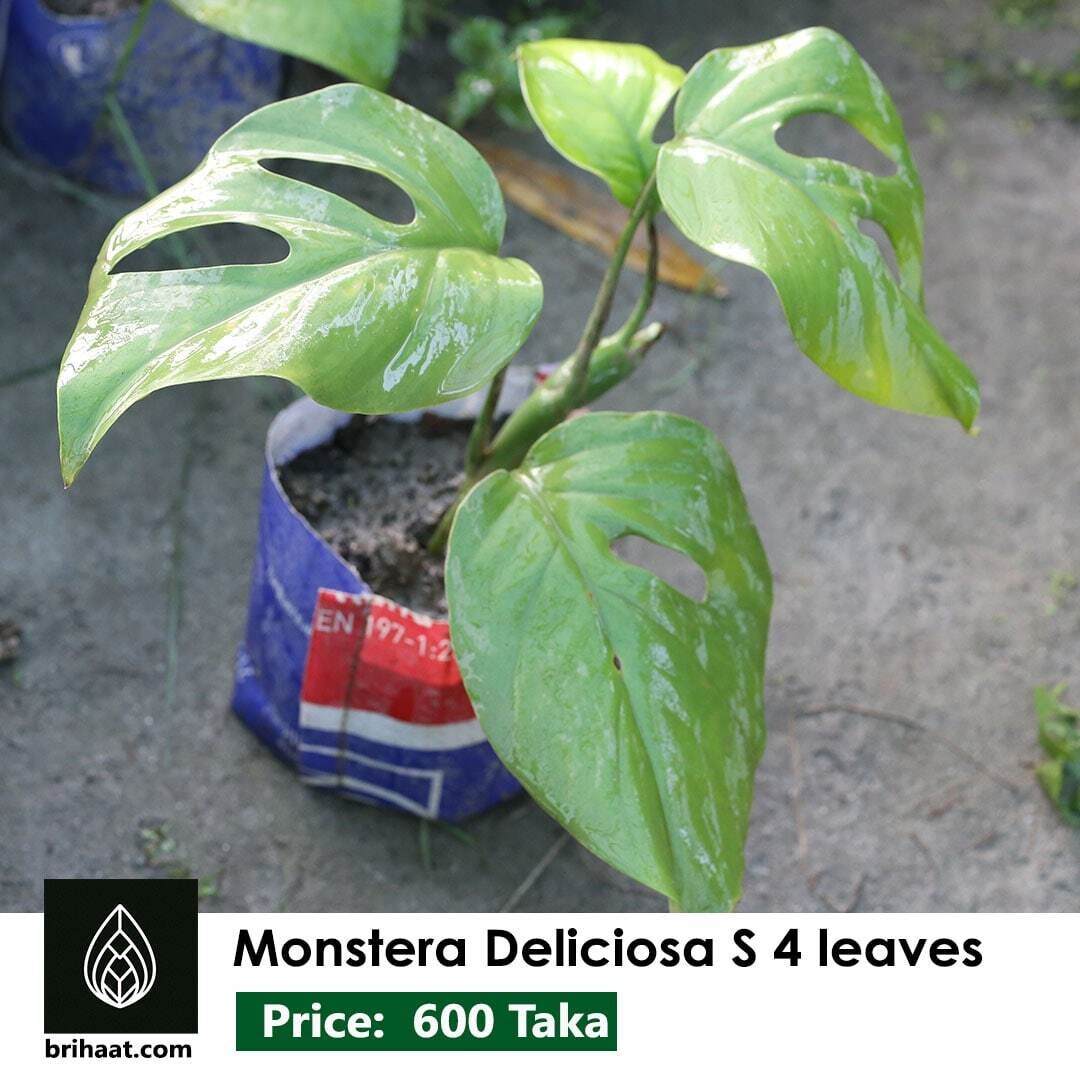 Monstera Deliciosa S-4 leaves