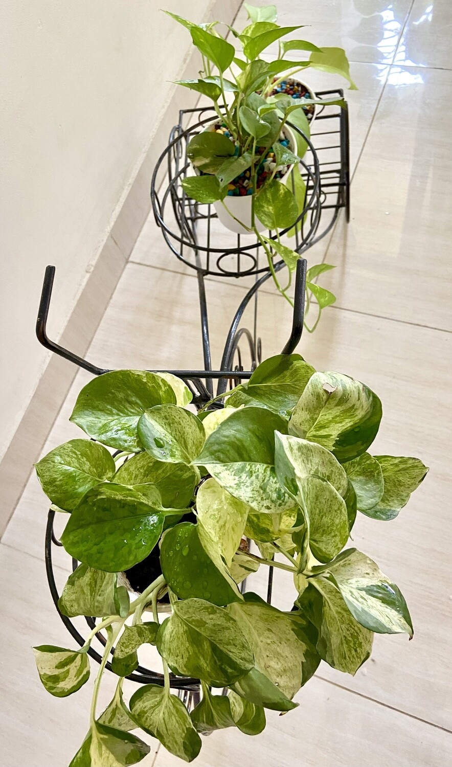 Ricksha planter with plants