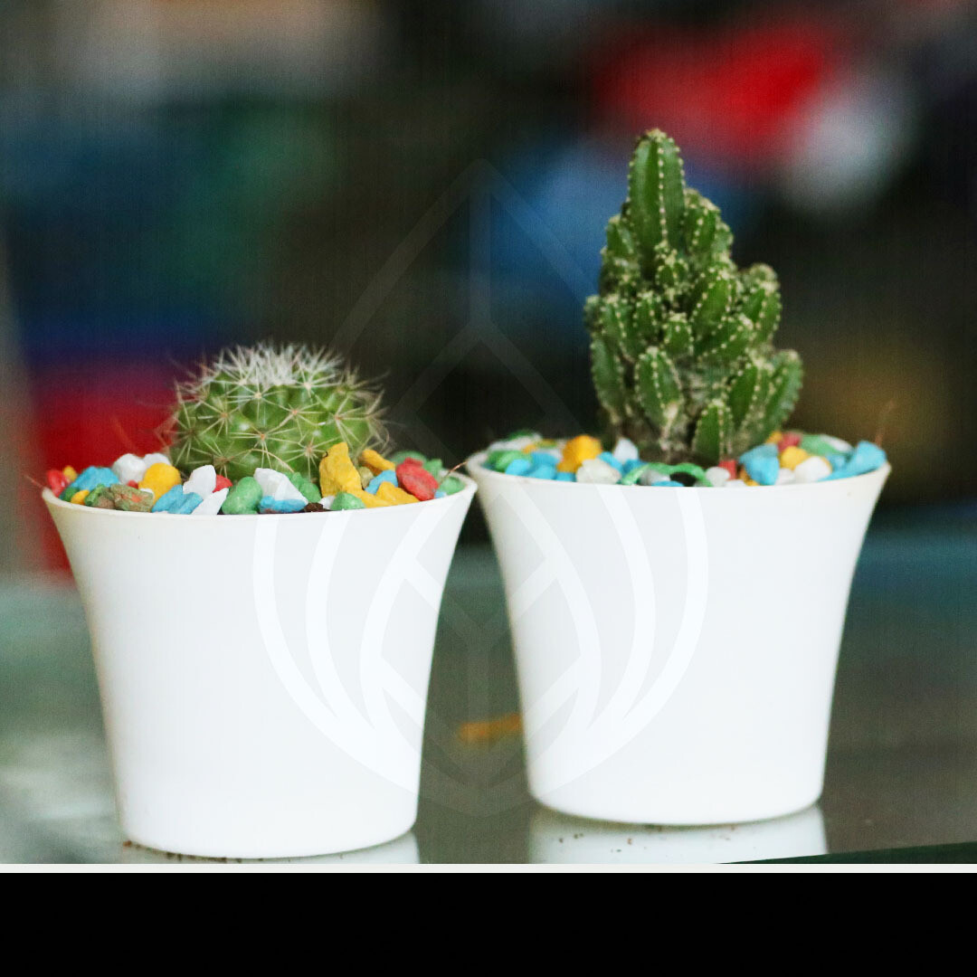 Couple Cactus Combo