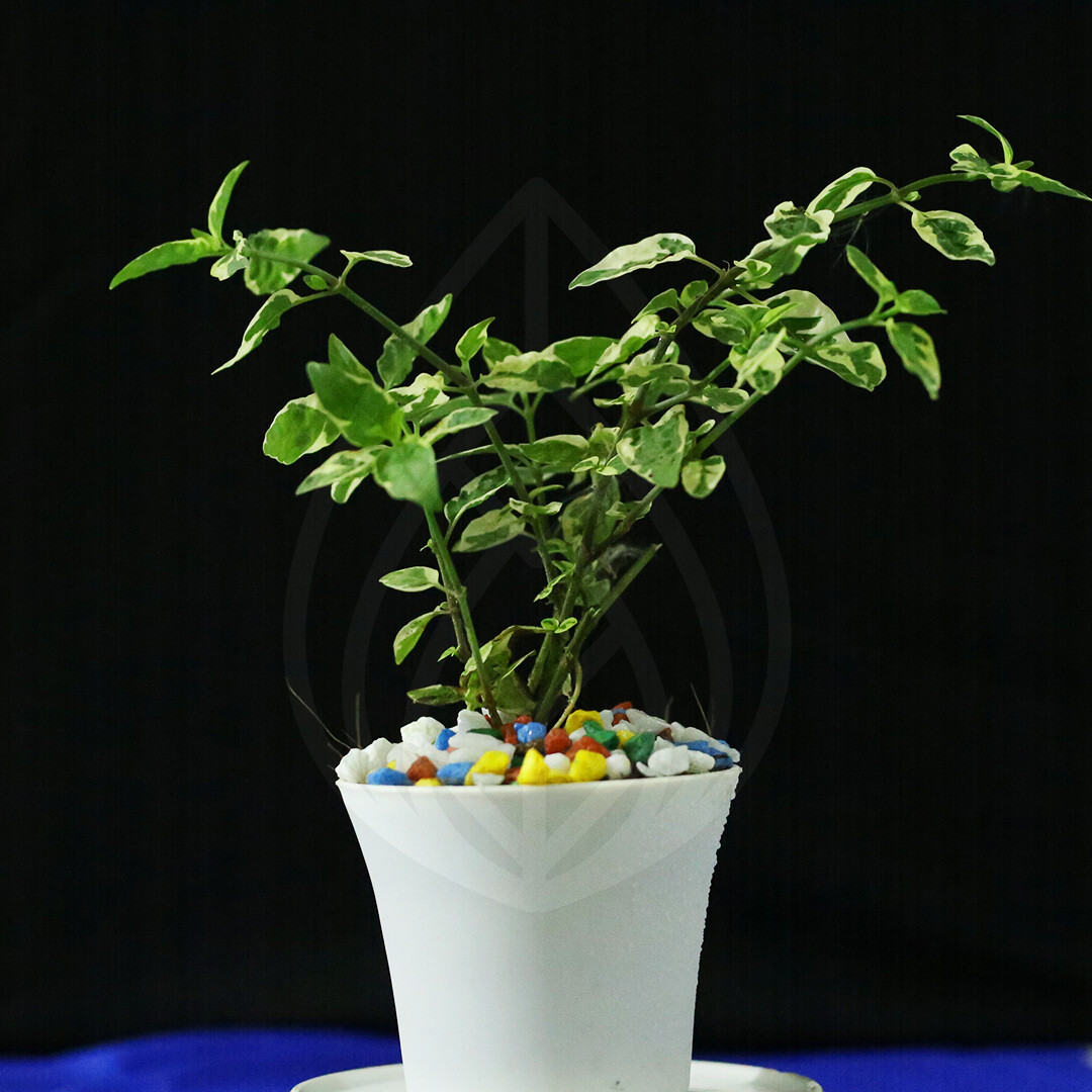 6 plants of 4 inch pot