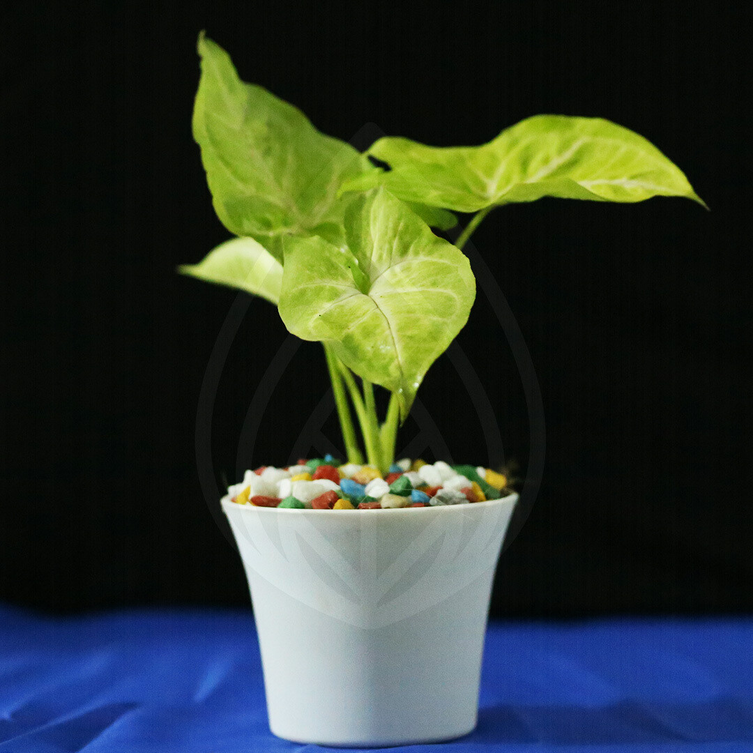 6 plants of 4 inch pot