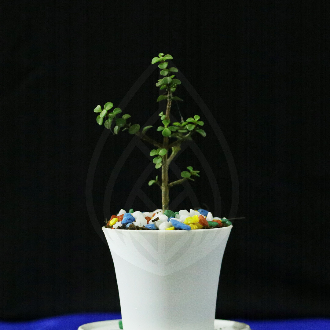 6 plants of 4 inch pot