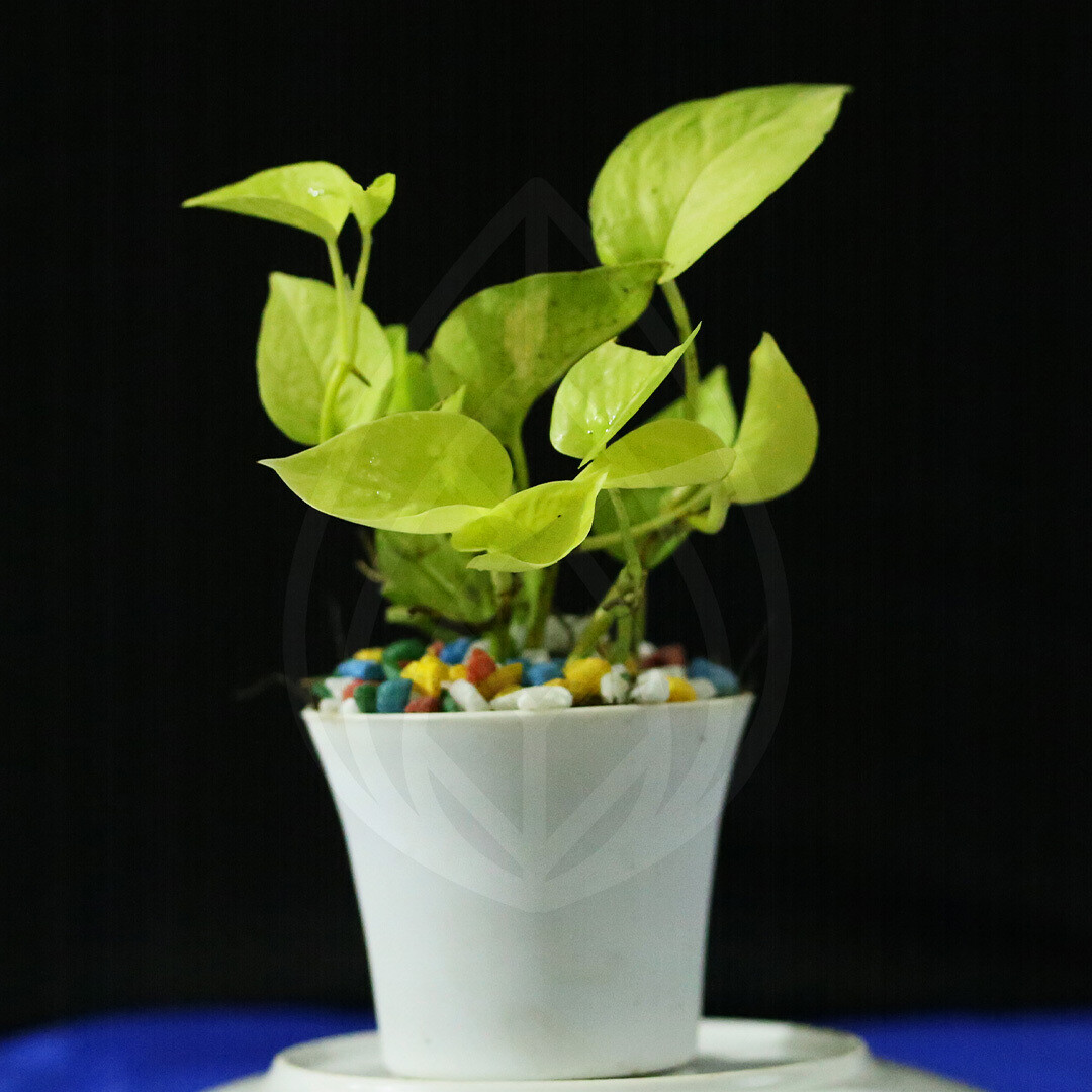 9 plants of 4 inch pot