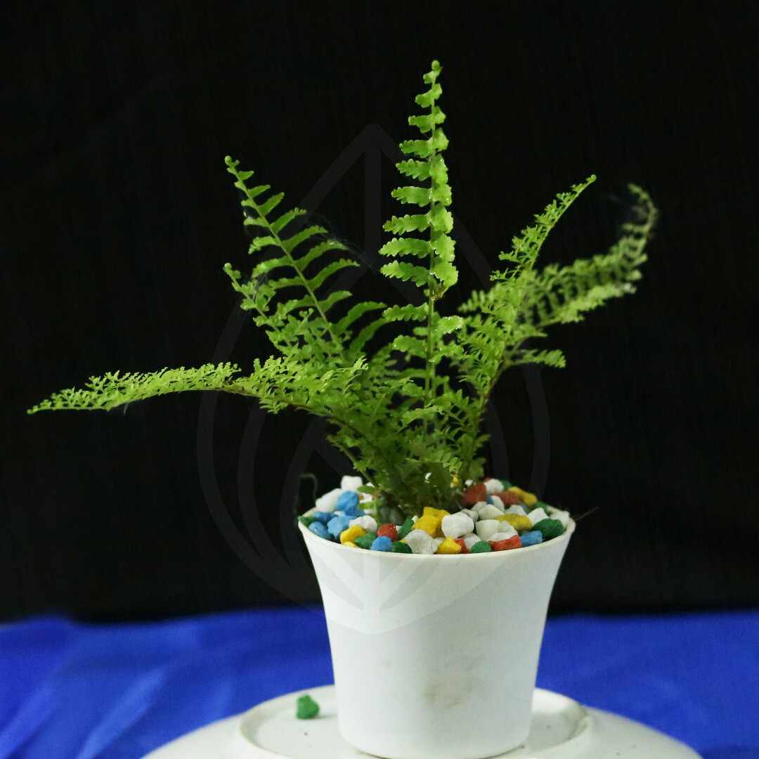 12 plants of 4 inch pot