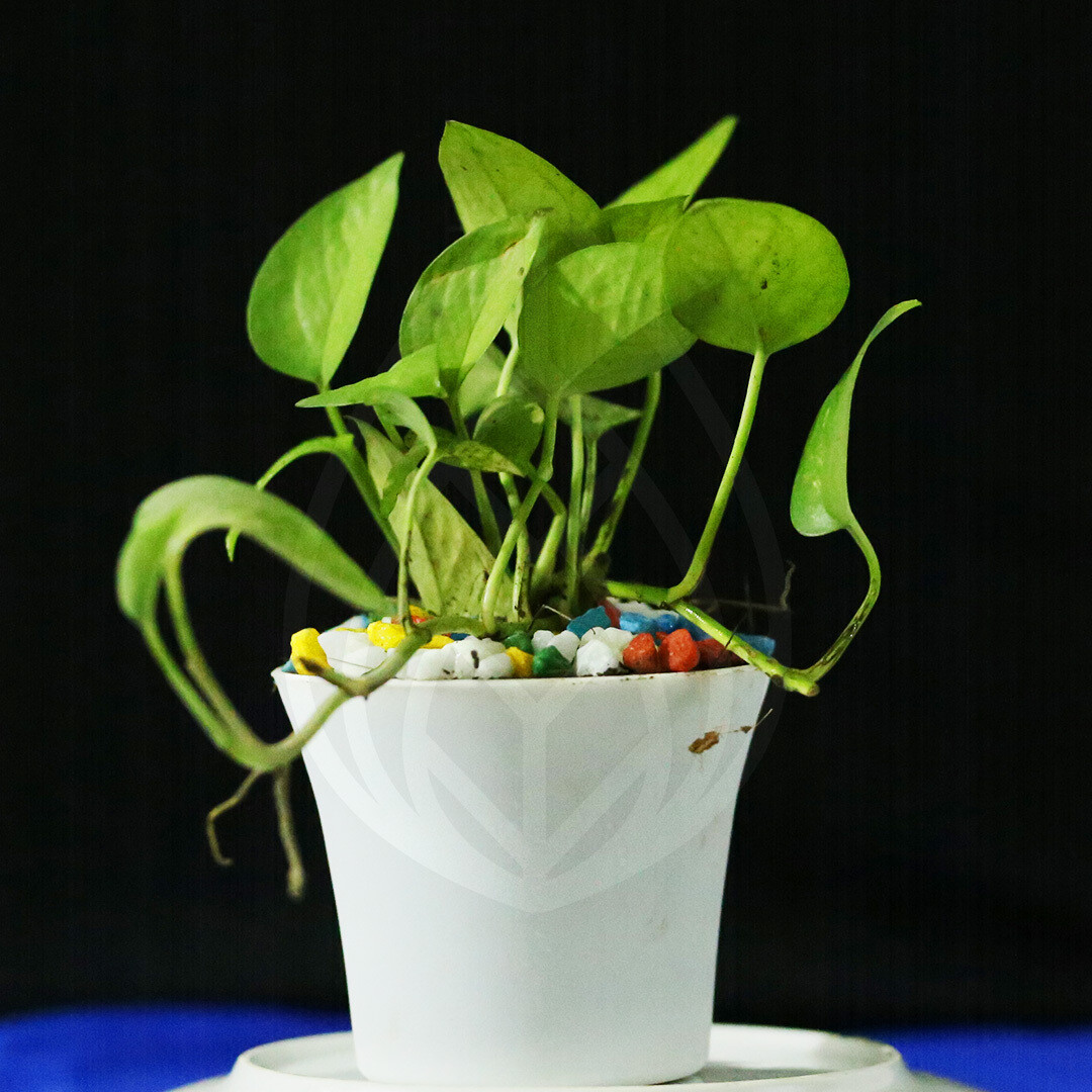 12 plants of 4 inch pot
