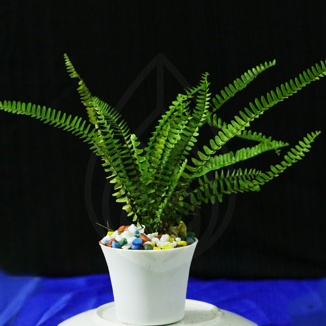 12 plants of 4 inch pot