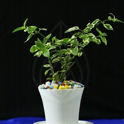 12 plants of 4 inch pot