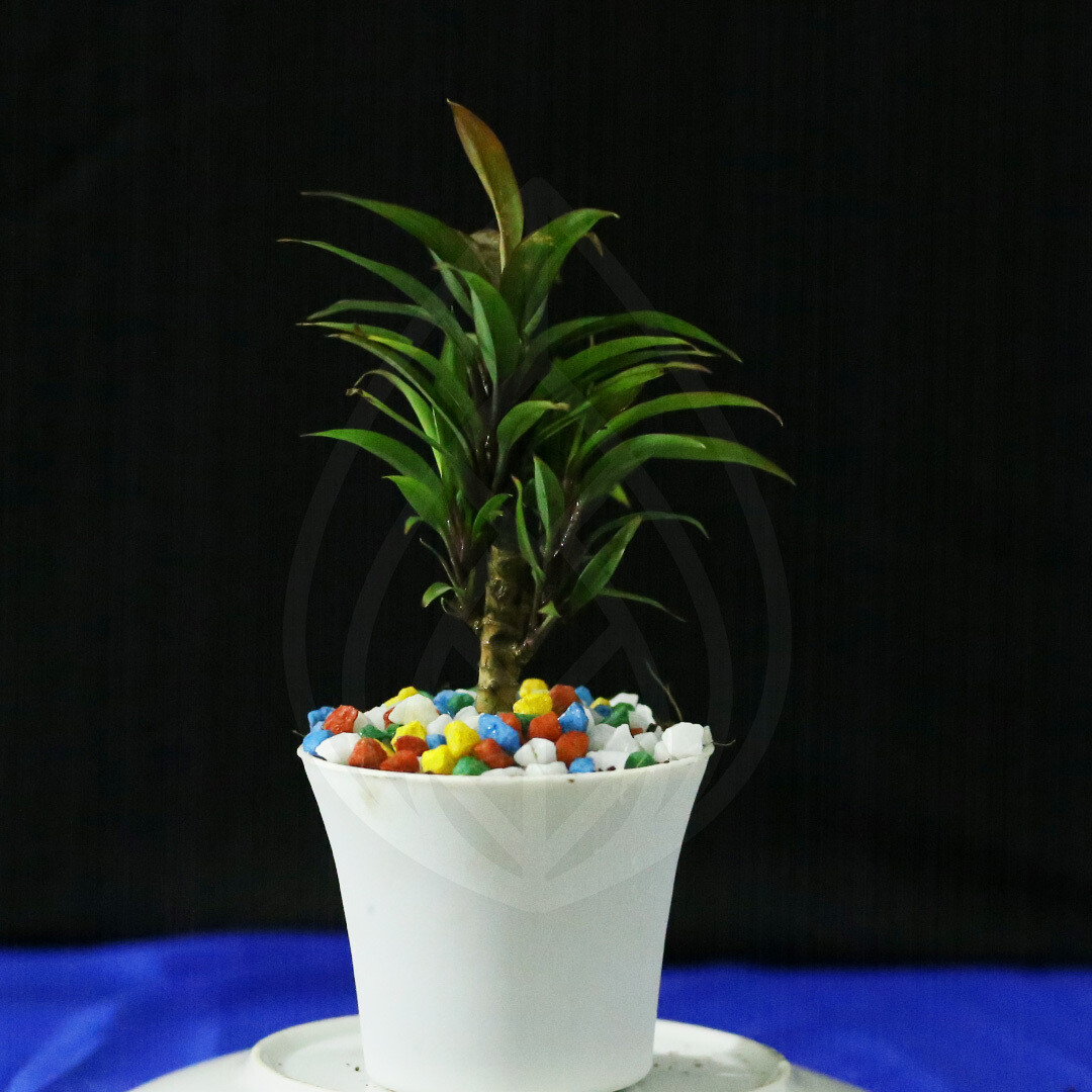 12 plants of 4 inch pot