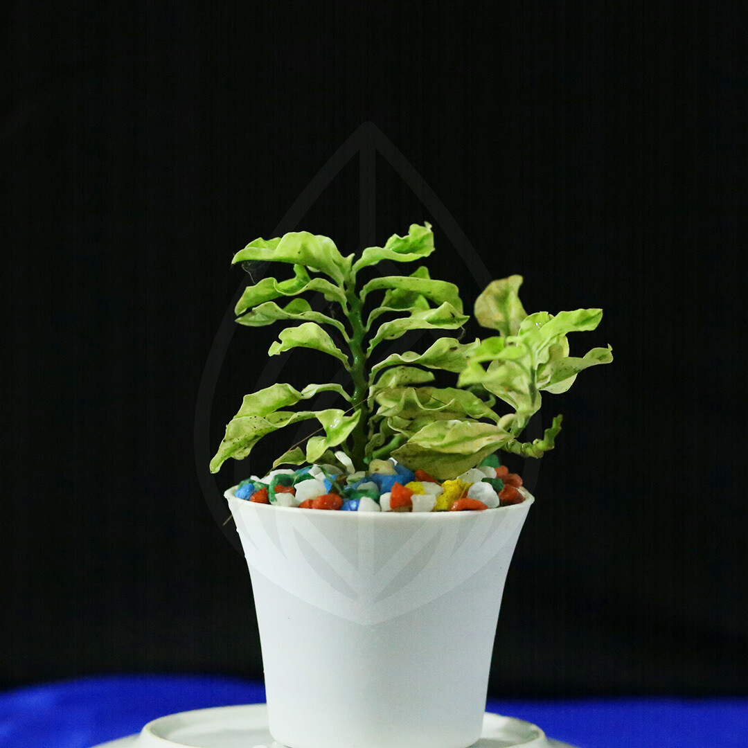 12 plants of 4 inch pot