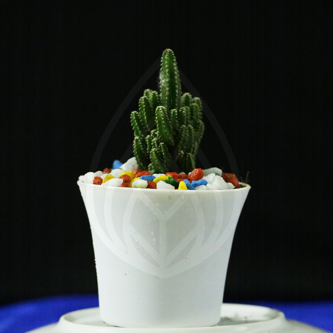 12 plants of 4 inch pot