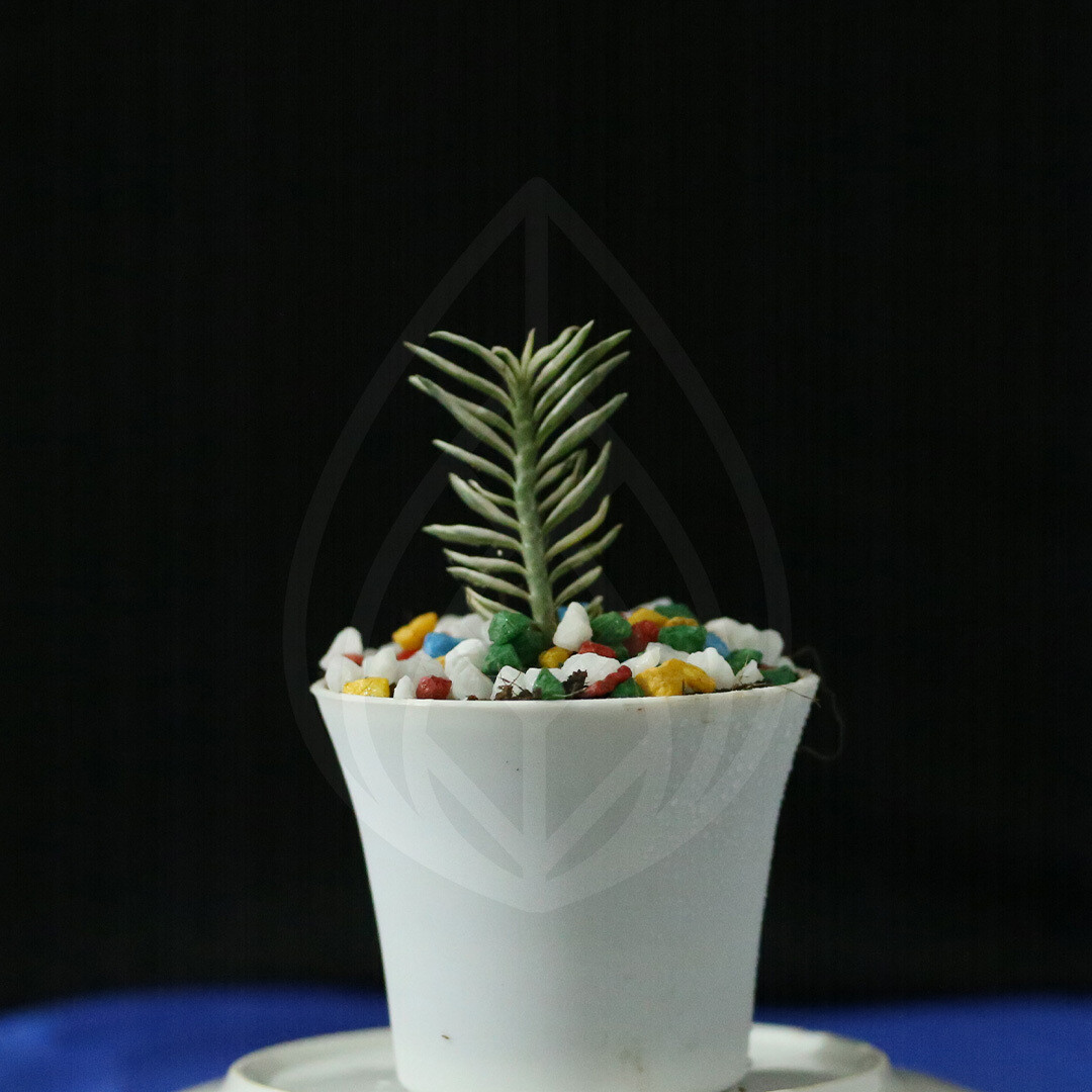 12 plants of 4 inch pot