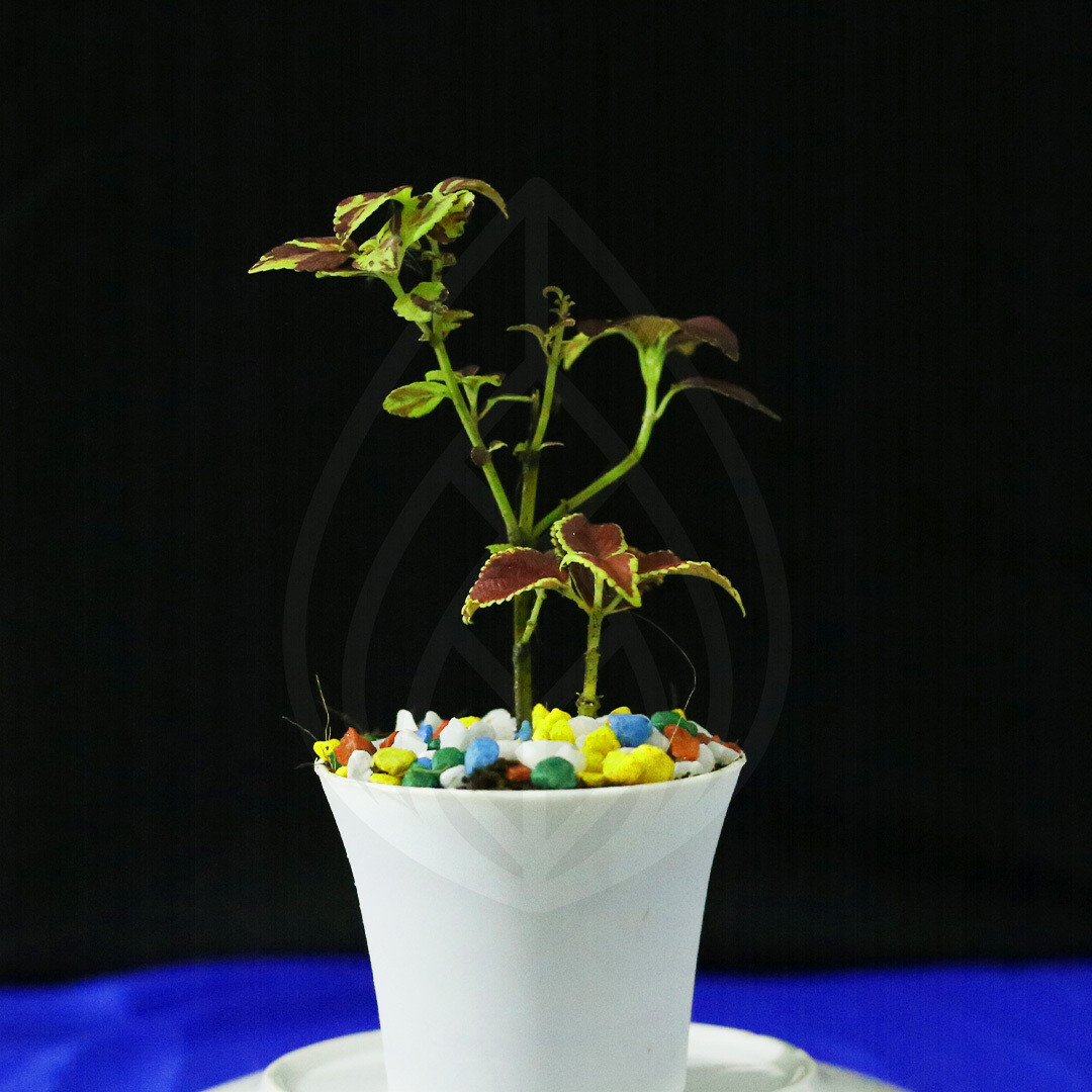 12 plants of 4 inch pot