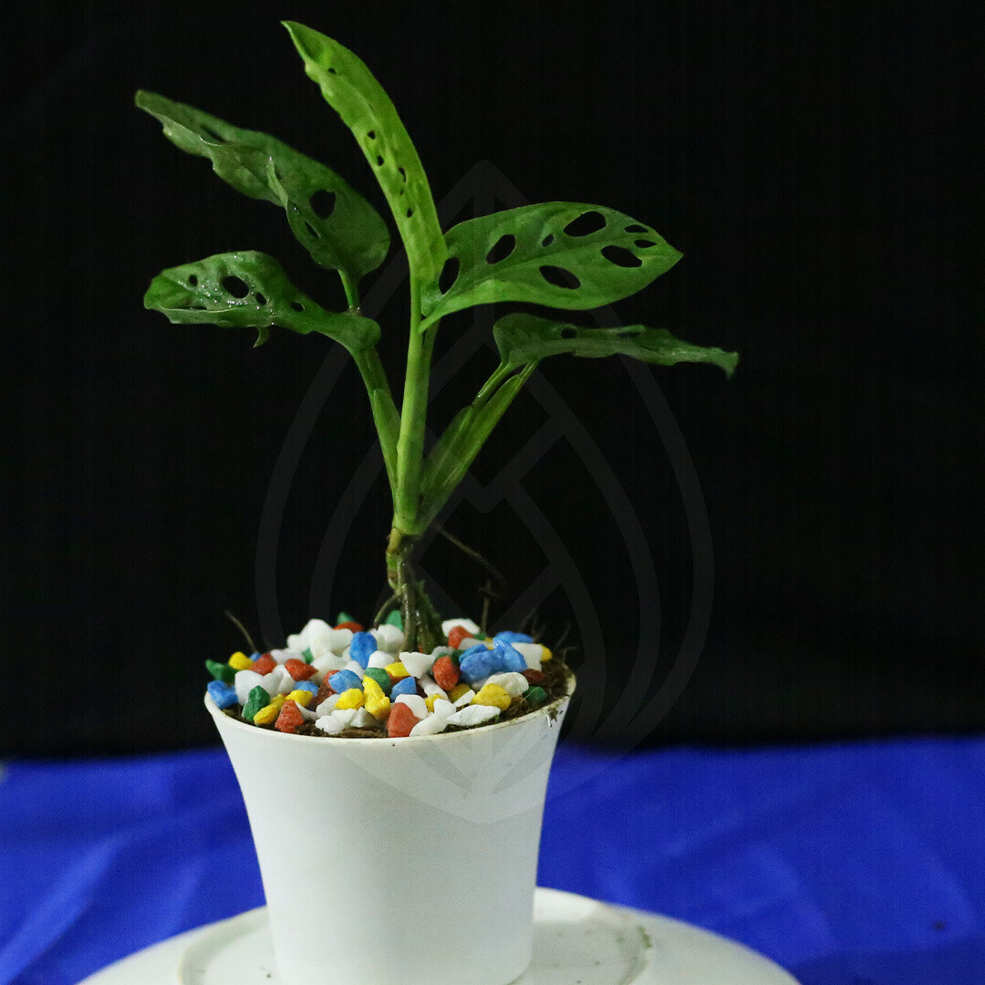 12 plants of 4 inch pot
