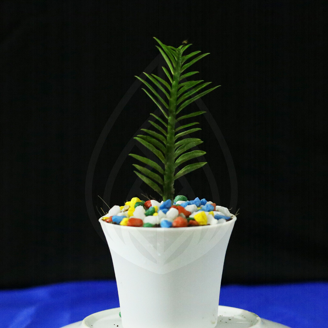 9 plants of 4 inch pot