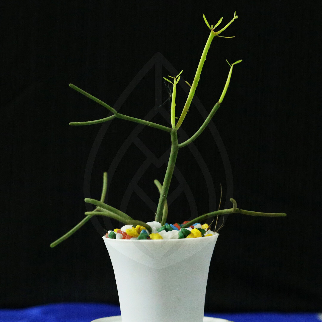 12 plants of 4 inch pot