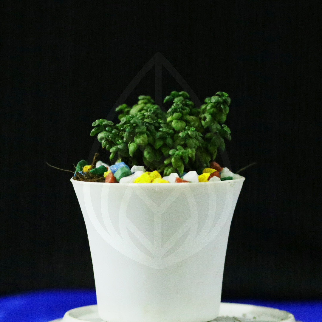 12 plants of 4 inch pot