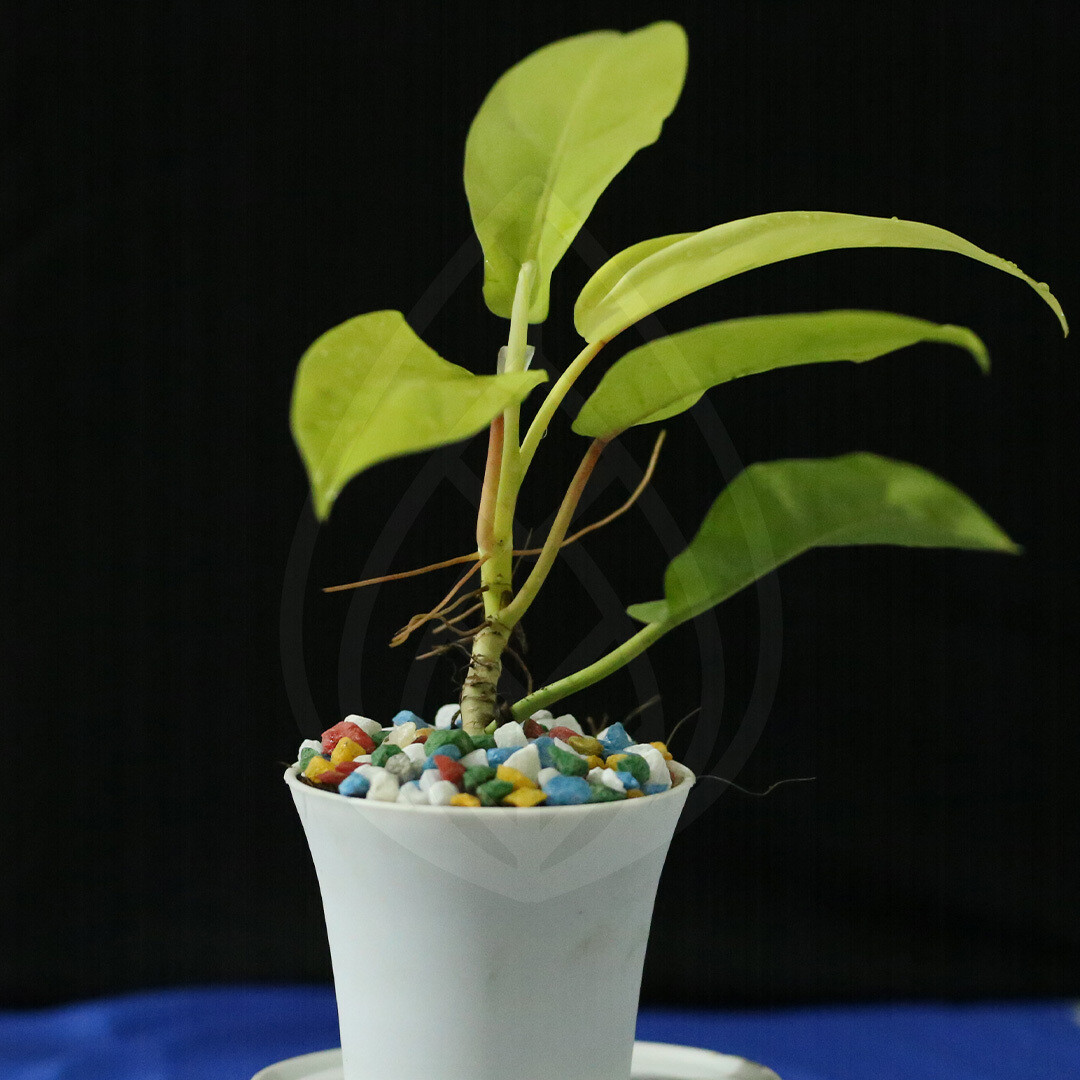 12 plants of 4 inch pot