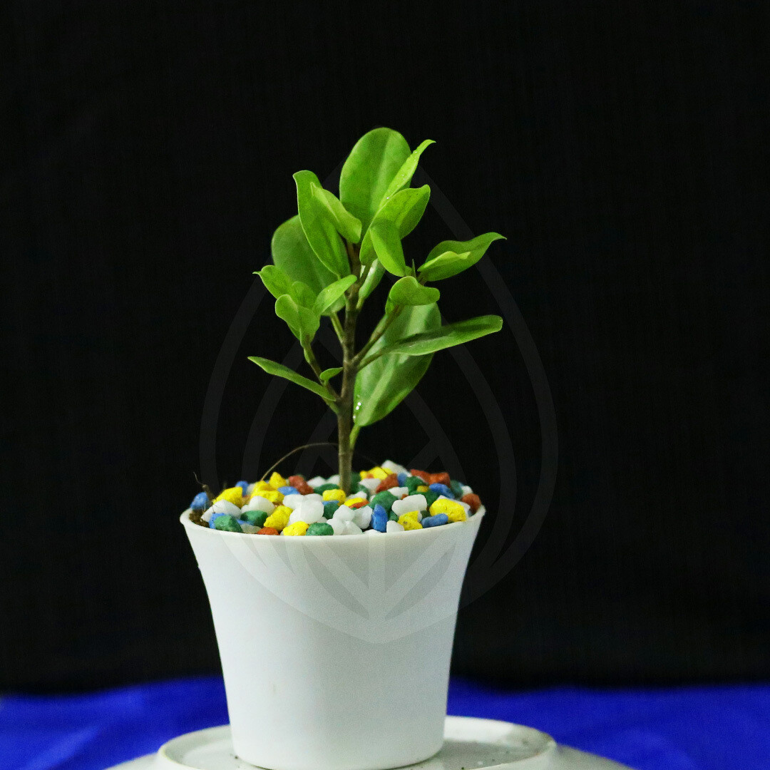 12 plants of 4 inch pot