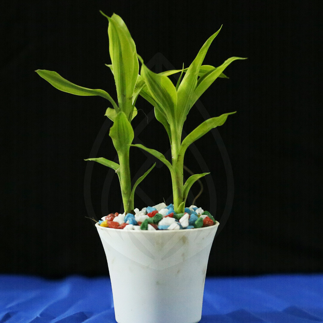 12 plants of 4 inch pot