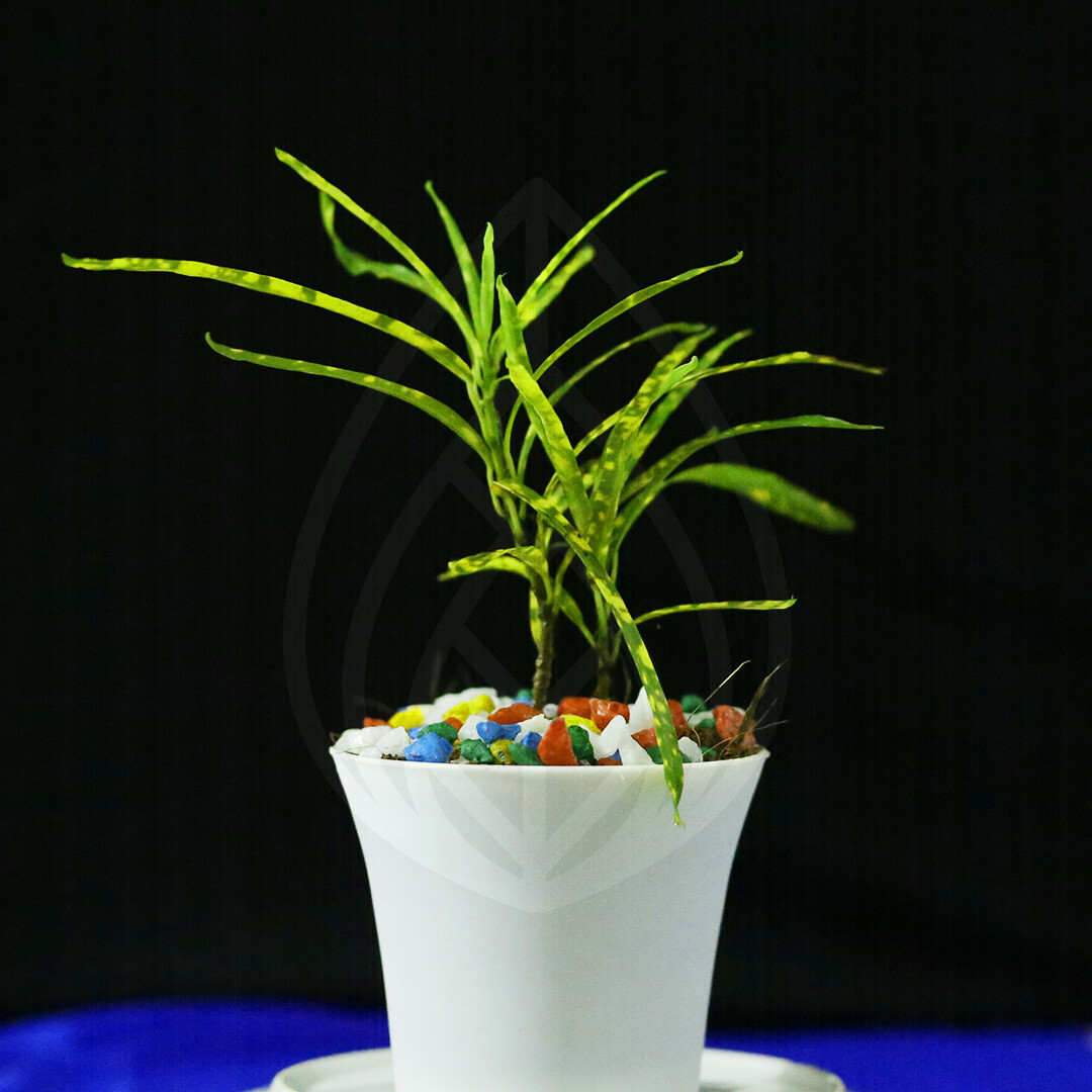 12 plants of 4 inch pot