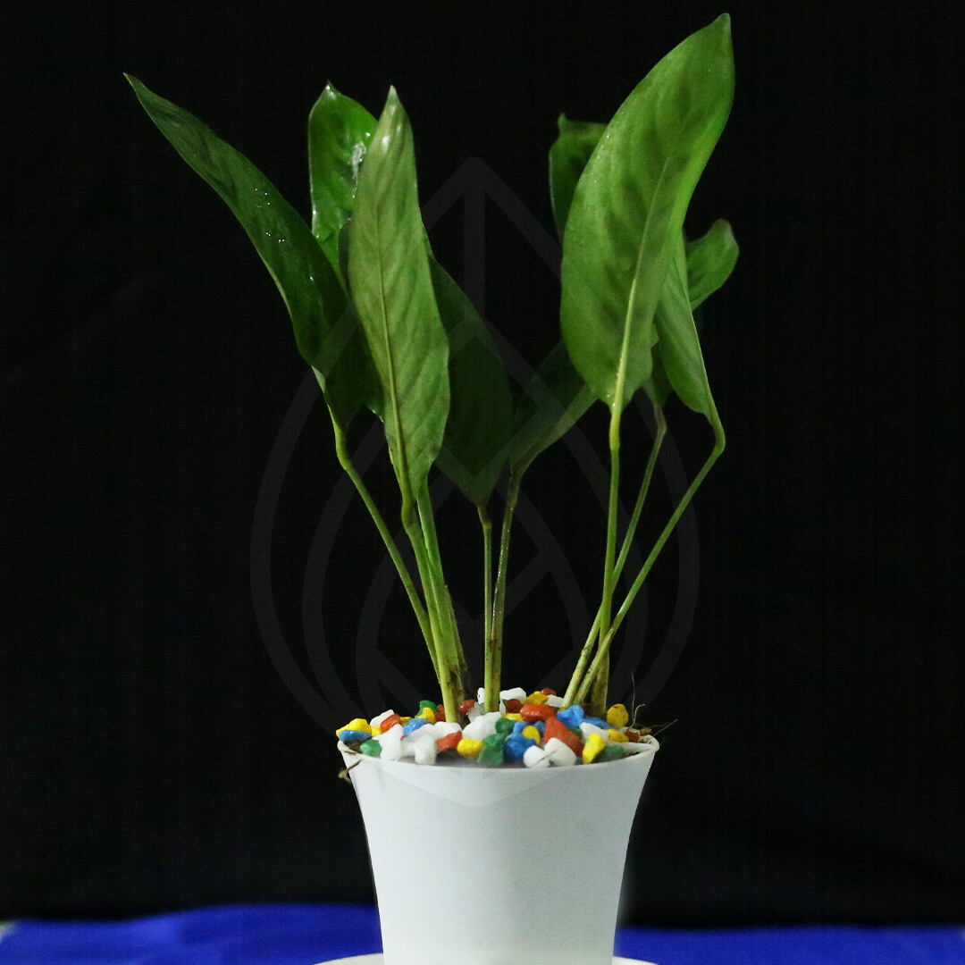 12 plants of 4 inch pot