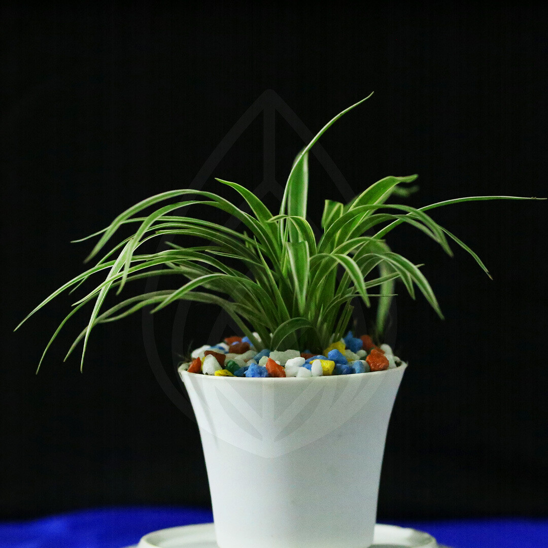12 plants of 4 inch pot