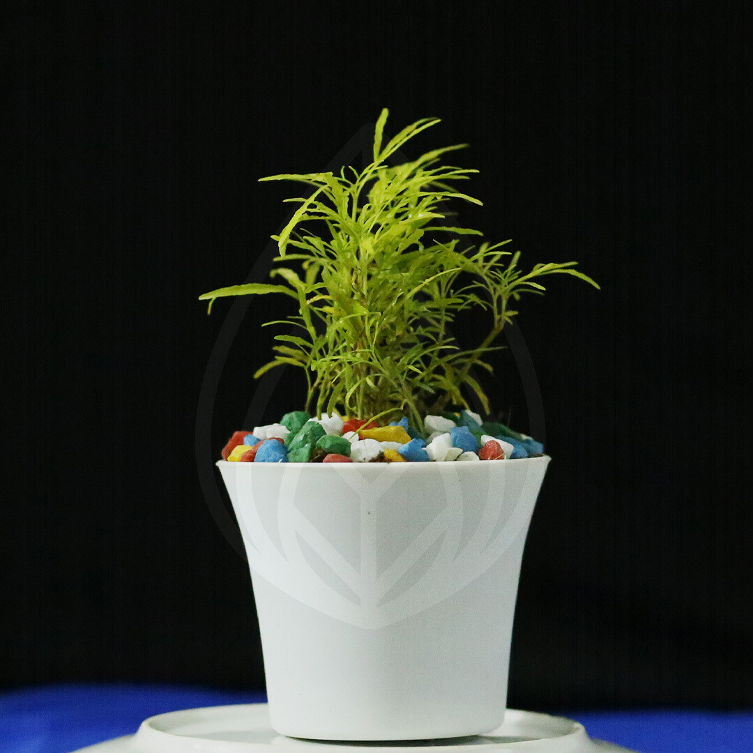 12 plants of 4 inch pot