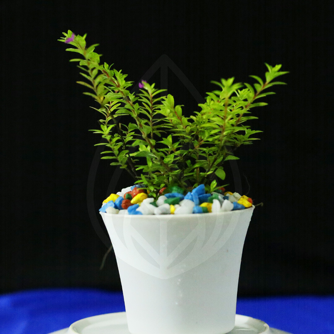 12 plants of 4 inch pot