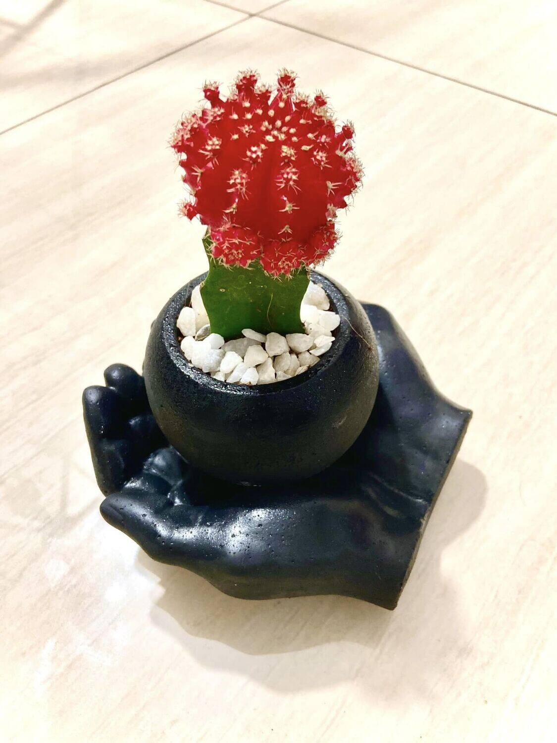 Moon cactus at your hand