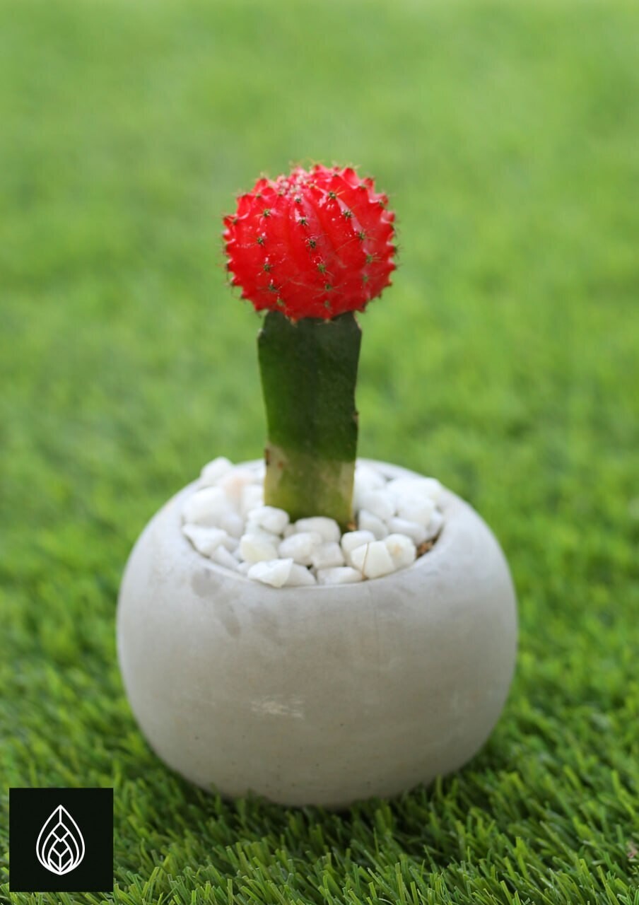 Moon cactus with cement ball tub