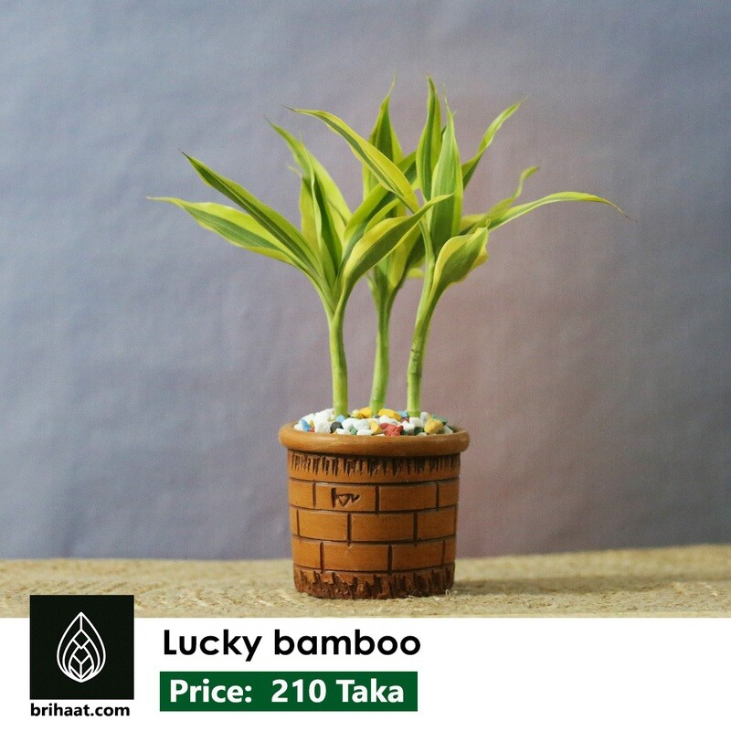 lucky bamboo with aesthetic clay