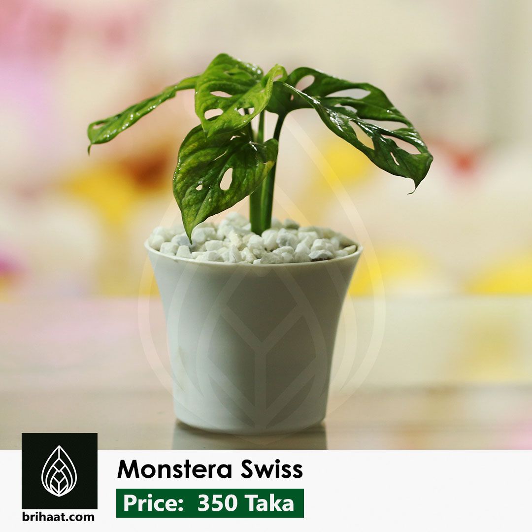 Monstera Swiss Cheese with Italia pot