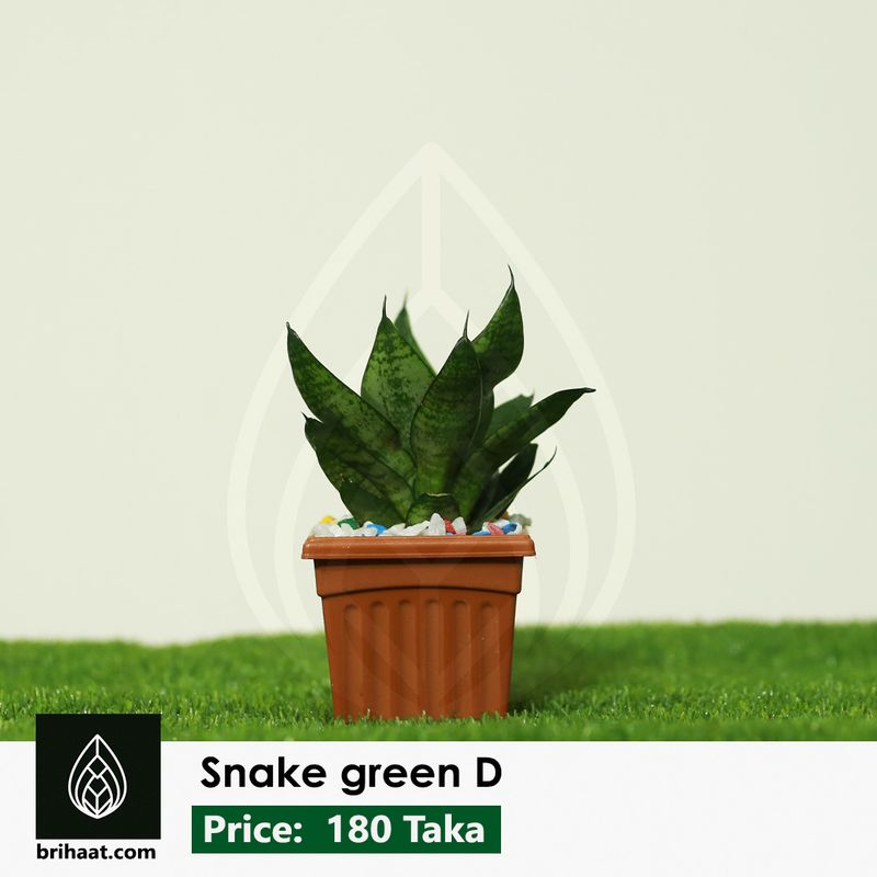 snake green D