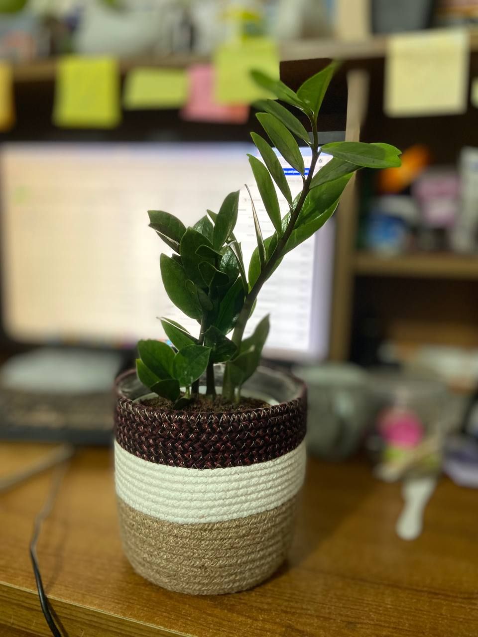 zz with aesthetic fiber cover