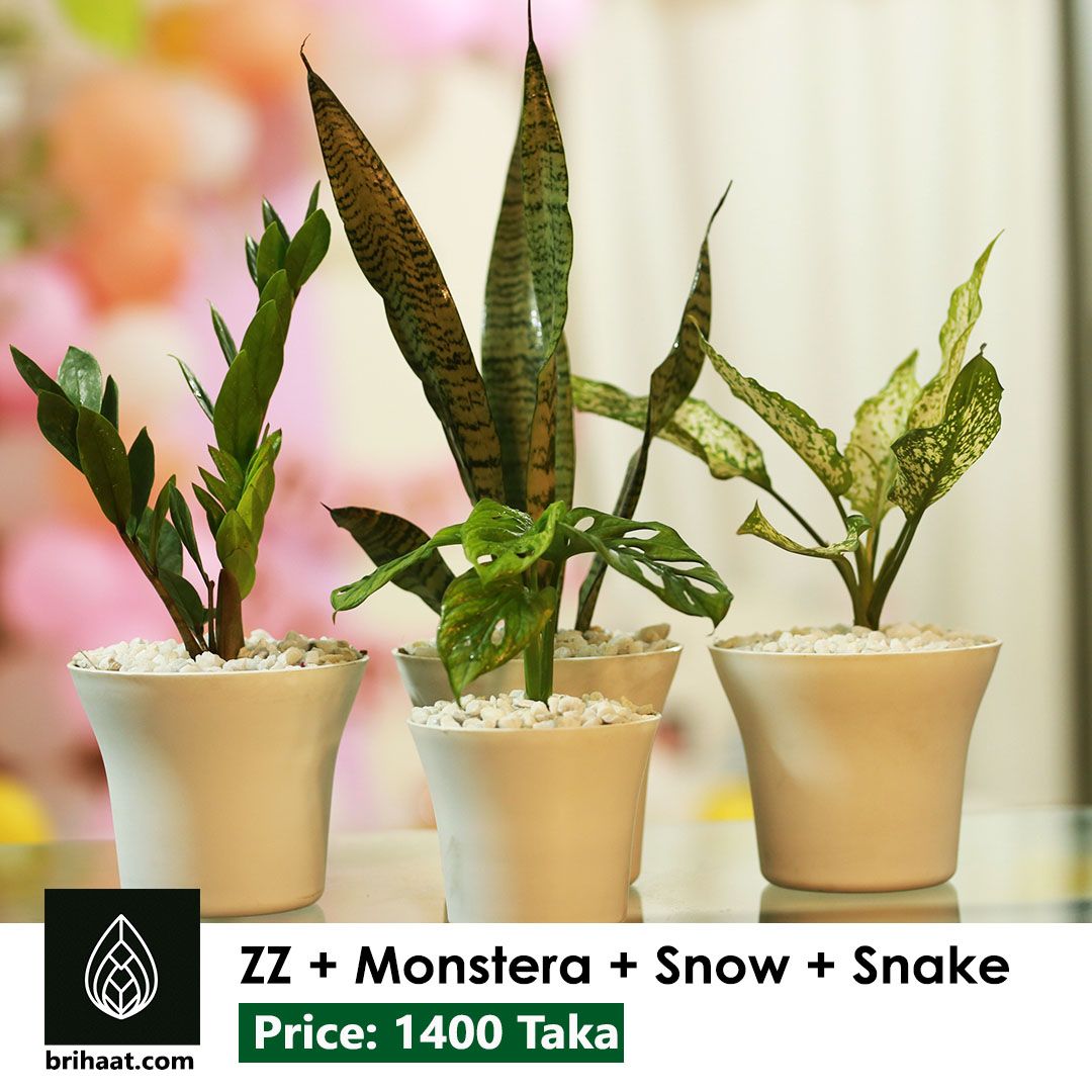 pure indoor set-41 ( 4 plants)