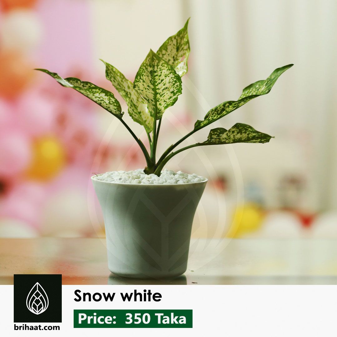 Aglaonema Snow White