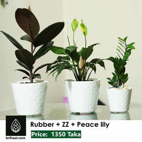 New pure indoor plant