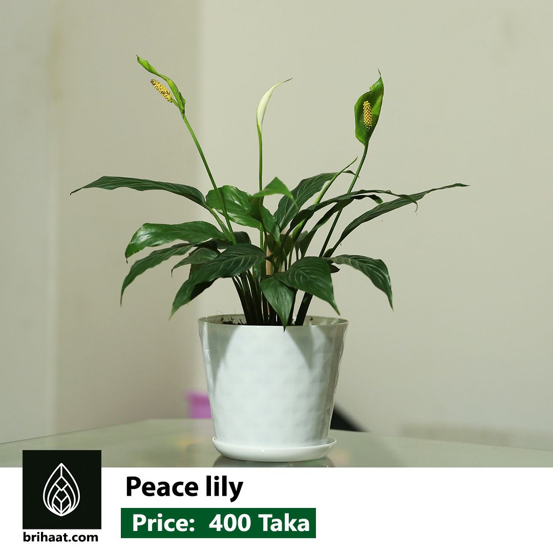 Peace Lily (পিস লিলি)