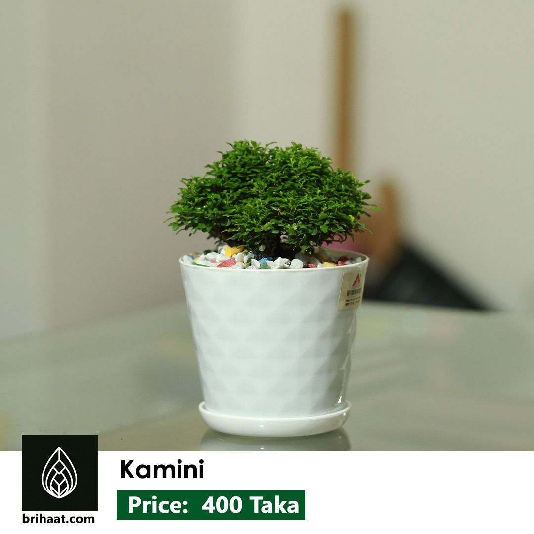 kamini bonsai with plastic pot
