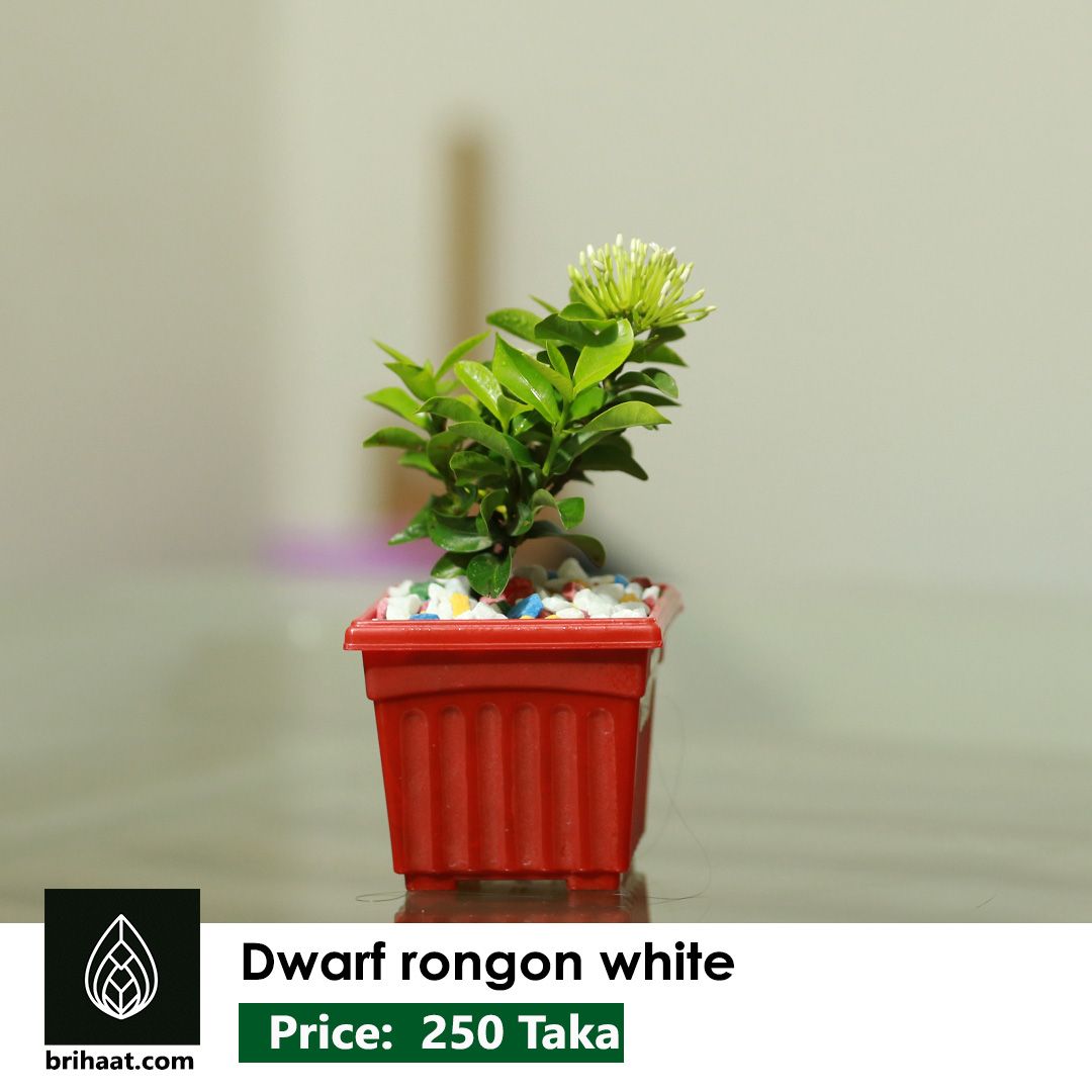 White Rongon
